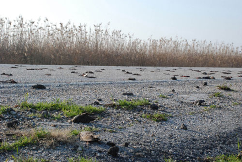 Karacabey'de ölmüş 'sığırcık'lar görüldü