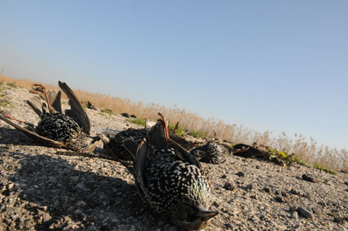Karacabey'de ölmüş 'sığırcık'lar görüldü