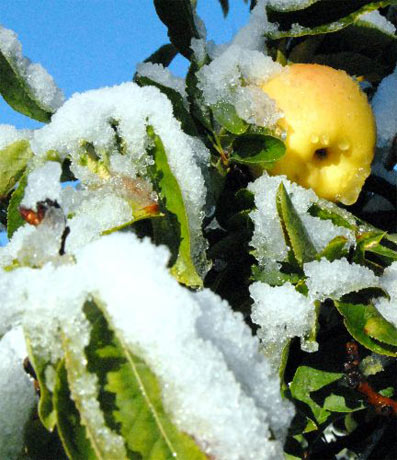 Kayseri'de meyve ve sebzeler kar açtı!