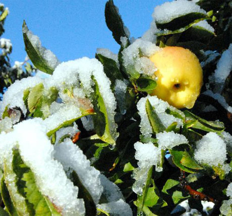 Kayseri'de meyve ve sebzeler kar açtı!