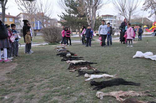 Öfkeli çiftçi ölü oğlakları çocuk parkında sergiledi