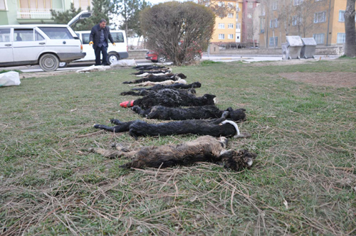 Öfkeli çiftçi ölü oğlakları çocuk parkında sergiledi