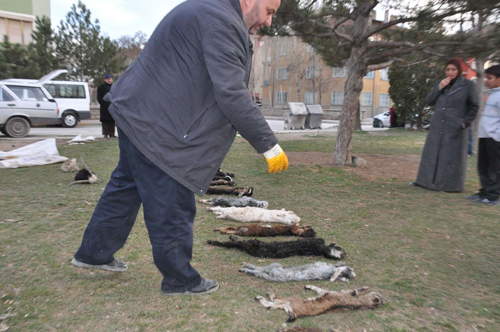 Öfkeli çiftçi ölü oğlakları çocuk parkında sergiledi