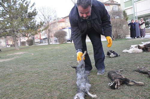 Öfkeli çiftçi ölü oğlakları çocuk parkında sergiledi