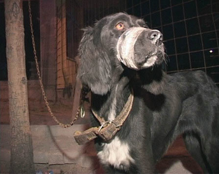 Yavru köpeğe lüks araçlı işkence - Yavru köpeğe lüks araçlı işkence -