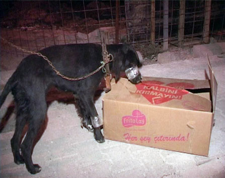 Yavru köpeğe lüks araçlı işkence - Yavru köpeğe lüks araçlı işkence -