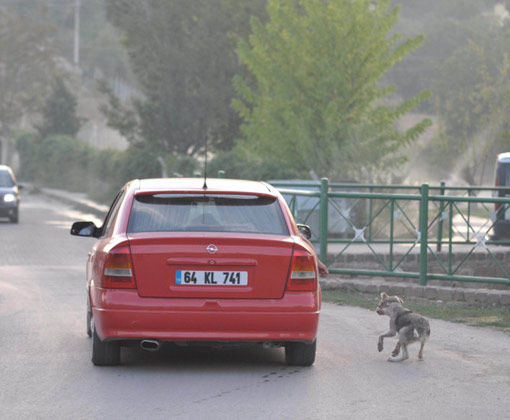 Yavru köpeğe lüks araçlı işkence -