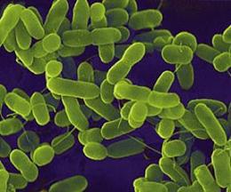 Dezenfektanlar, bakterileri dirençli hale getiriyor 