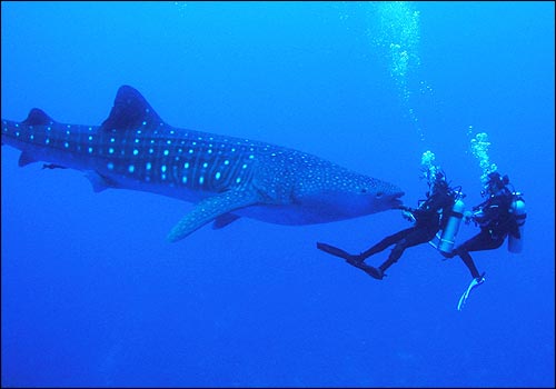 Dünyanin en büyük baligi Rhincodon typus buyrun ;