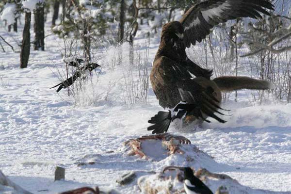 Kartal resimleri