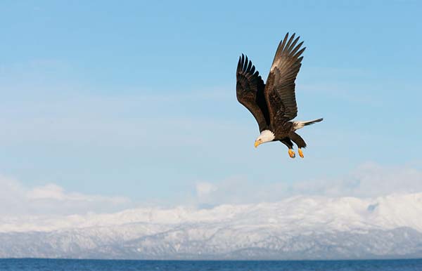 Kartal resimleri