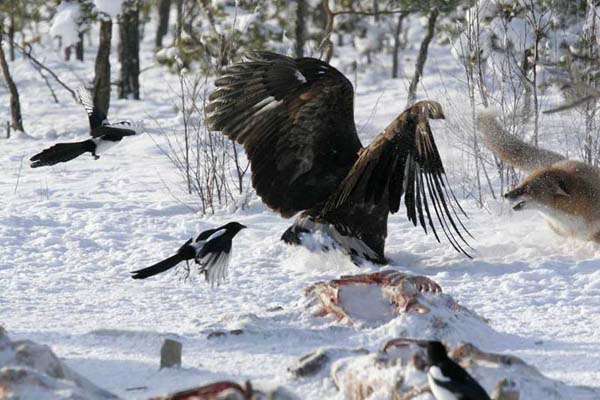 Kartal resimleri