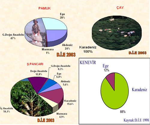 Türkiyede yetişen tarım ürünleri-özellikleri-bölgelere göre dağılışı