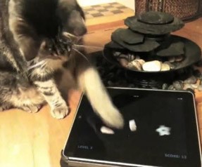 Kediler için iPad oyunları! (Video) 