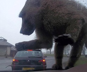 King Kong gerçek oldu! 