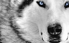 White Wolf