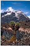 Ruwenzori-1995024-north_face_of_mount_stanley-ruwenzori_national_parkjpg