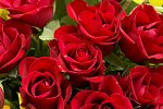 bu cuma..dua zamanı.. Hayırlı Cumalar-red-roses-bouquet-dsc01457jpg