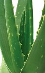 Aloe Vera &amp; Aloe Veranın Faydaları, Sarısabır-sarisabir-aloe-verajpg