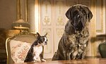  Resmi gerçek boyutunda görmek için tıklayın.

Resmin ismi:  Hotel-for-Dogs-Movie-Photo_7.jpg
Görüntüleme: -
Büyüklüğü:  40.1 KB (Kilobyte)
