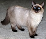 Balinese kedi cinsi - türü-balinese-cat-facts-2jpg