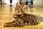 Bengal Kedi cinsi - türü-bengal_cat_3jpg