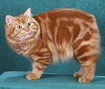 Cymric kedi cinsi ve türü-cymric-2jpg