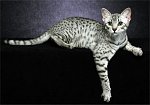 Mısır Maular kedi cinsi ve türü-1113916901misir_mau_3jpg