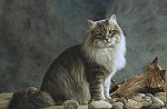 Sibirya kedi cinsi - türü-1113906576sibirya_kedisi_9jpg