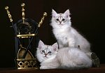 Tiffanie kedi cinsi ve türü - özellikleri-1113904579tiffanie_10jpg
