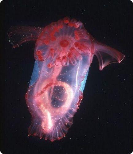 Deniz salatalığı (Resimleri)