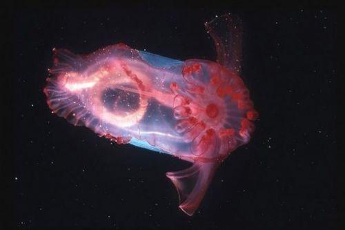Deniz salatalığı (Resimleri)