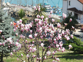 Akçakoca´da bahar yüzünü gösterdi