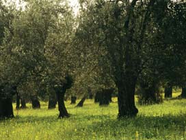 Zeytin gen merkezi yok edilmek isteniyor