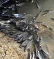 Bafa Gölü'nde balık ölümleri