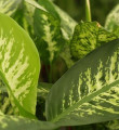 Evinizdeki süs bitkileri öldürücü olabiliyor!