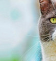 Kedi navigasyonu