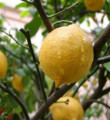Limon diyarında tüccara karşı eylem