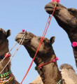 Mekke'nin develeri bayram için alıcılarını bekliyor