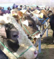 Teste takılan etler gümrükte çürüyor