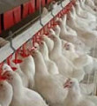 Türkiye'de tavuk ve yumurta üretimi azaldı