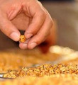 En güzel leblebi YARISMASI