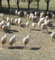 Üniversiteli çobanlar geliyor