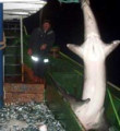300 kilioluk köpek balığı yakalandı