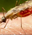 330 milyon insan sıtma tehlikesi yaşayacak