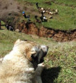 Ağıla yıldırım düştü keçiler telef oldu