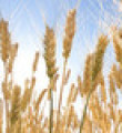 Buğdayda pas hastalığı tehlikesi