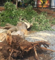 CHP'li Belediye Bakırköy'de ağaç kesti