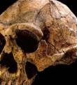 Erciş’teki kazıda kafatası kemikleri bulundu