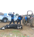 Ölü ineği traktörle sürükledi cezayı yedi